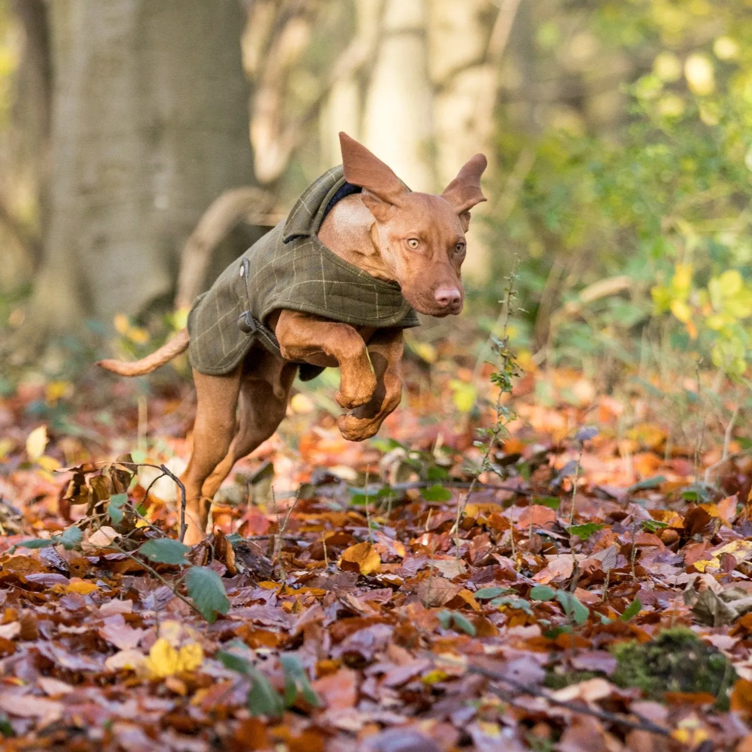 Hugo & Hudson Tweed Dog Coat