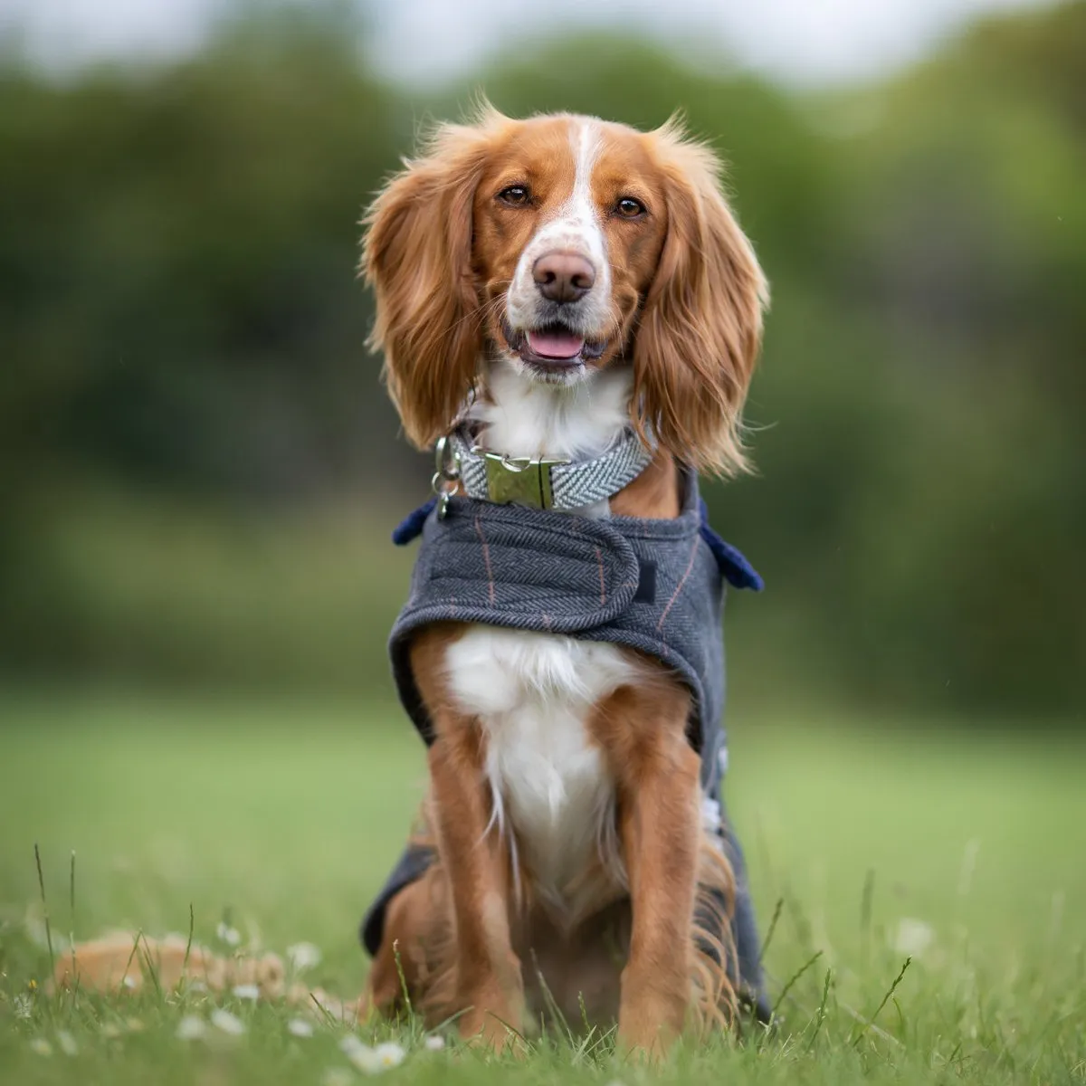 Hugo & Hudson Tweed Dog Coat